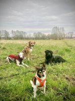 Hundebetreuung und Auslaufservice - Dogwalking Mitte - Wedding Vorschau