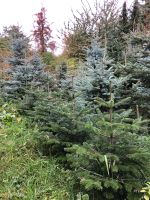 Nordmanntanne Edeltannen Weihnachtsbaum Christbaum Nordrhein-Westfalen - Salzkotten Vorschau