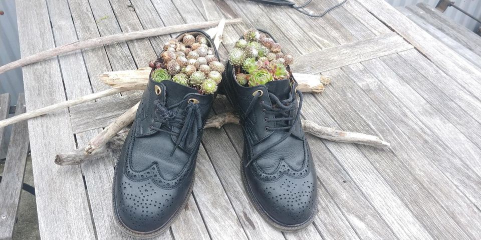 BLICKFANG!  fesche Schuhe mit Sukkulenten, winterhart in Traunstein