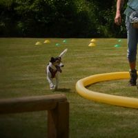 Longieren Hund körpersprachlich Niedersachsen - Wolfenbüttel Vorschau