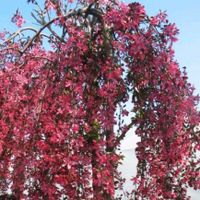 Zierapfel Trauerform Niedersachsen - Westoverledingen Vorschau