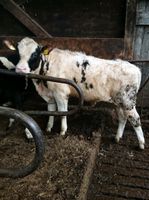 Absetzer Bullen - Kälber, Rinder, Kühe, Mutterkuh Niedersachsen - Ostrhauderfehn Vorschau