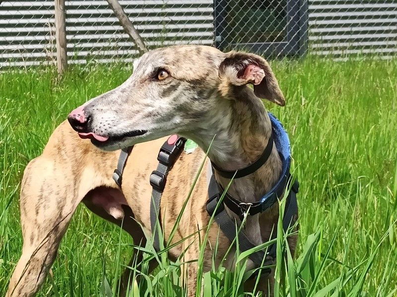 Erick, liebevoller Galgo-Rüde, geb: 2017 / SH 64cm in Wiesbaden