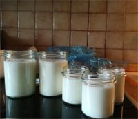 Kefir - Milch Kefirknollen Bayern - Woerth an der Donau Vorschau