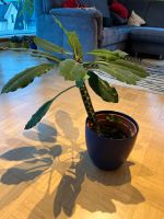 Spuckpalme Euphorbia leuconeura Zimmerpflanze Hessen - Friedberg (Hessen) Vorschau