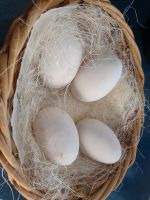 Eier von glücklichen Gänsen Niedersachsen - Wiefelstede Vorschau
