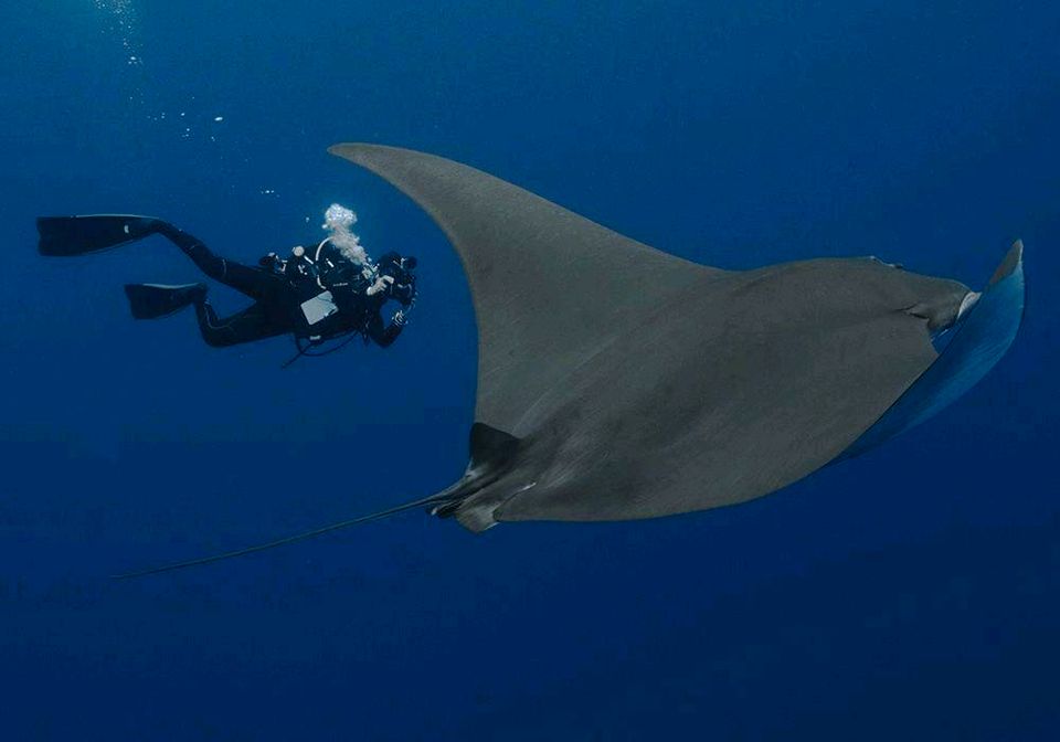 Manta Projekt auf den Azoren - einzigartige Tauchreise in Wotersen