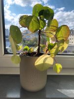 Pilea Ufo Pflanze mit Übertopf Hessen - Kassel Vorschau