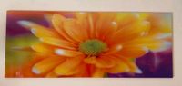Glasbild Blume lila-orange 125 cm x 50 cm Bayern - Cham Vorschau