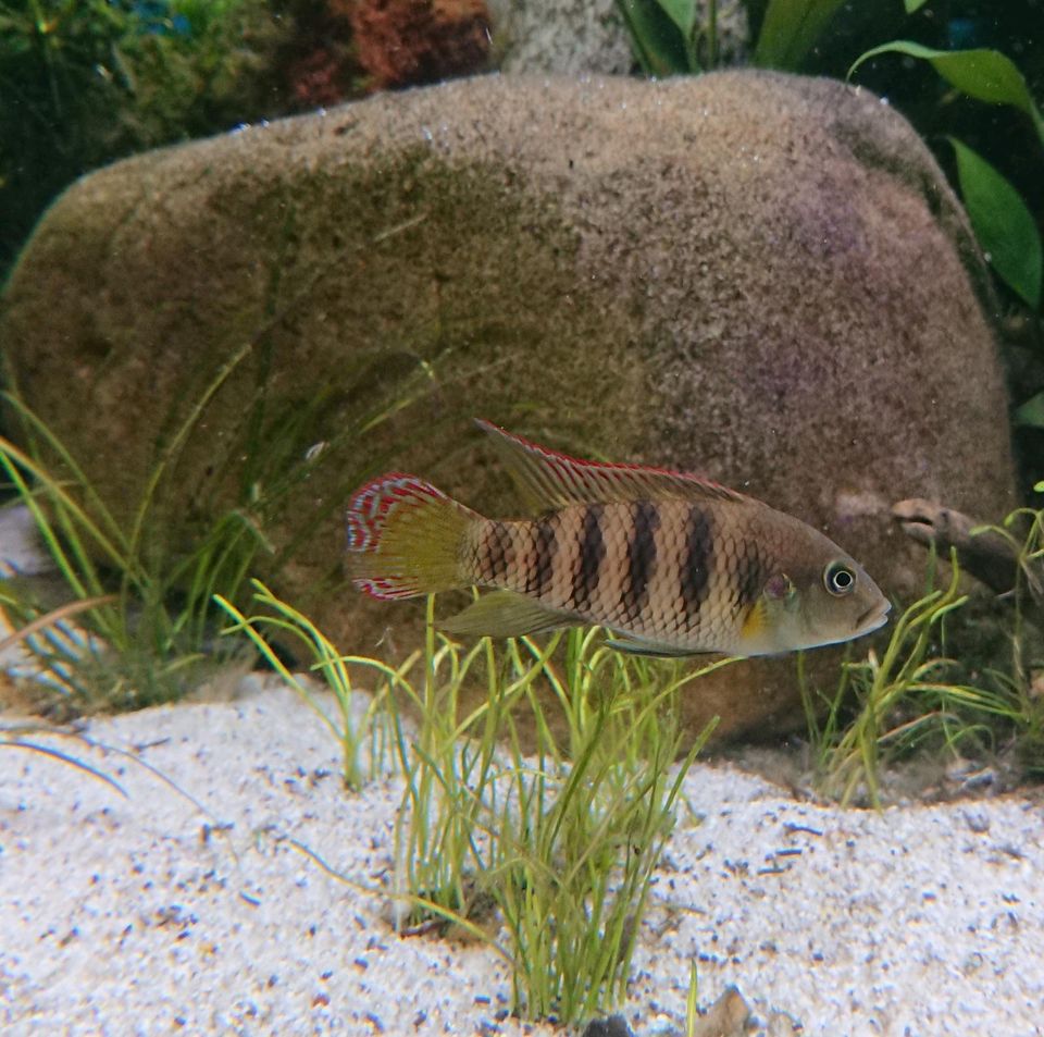 Benitochromis batesii "Oto Akok" Zuchtpaar Maulbrüter Westafrika in Neustadt an der Weinstraße