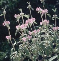 Rosa Brandkraut Bronze Flamingo - Phlomis tuberosa Niedersachsen - Bad Zwischenahn Vorschau