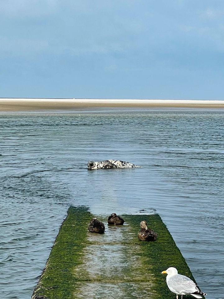 BORKUM Lastminute Ferienwohnung keine Tiere, in Borkum