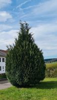 Pflanze Baum ca 3,5m bis 4m Saarland - Wadern Vorschau