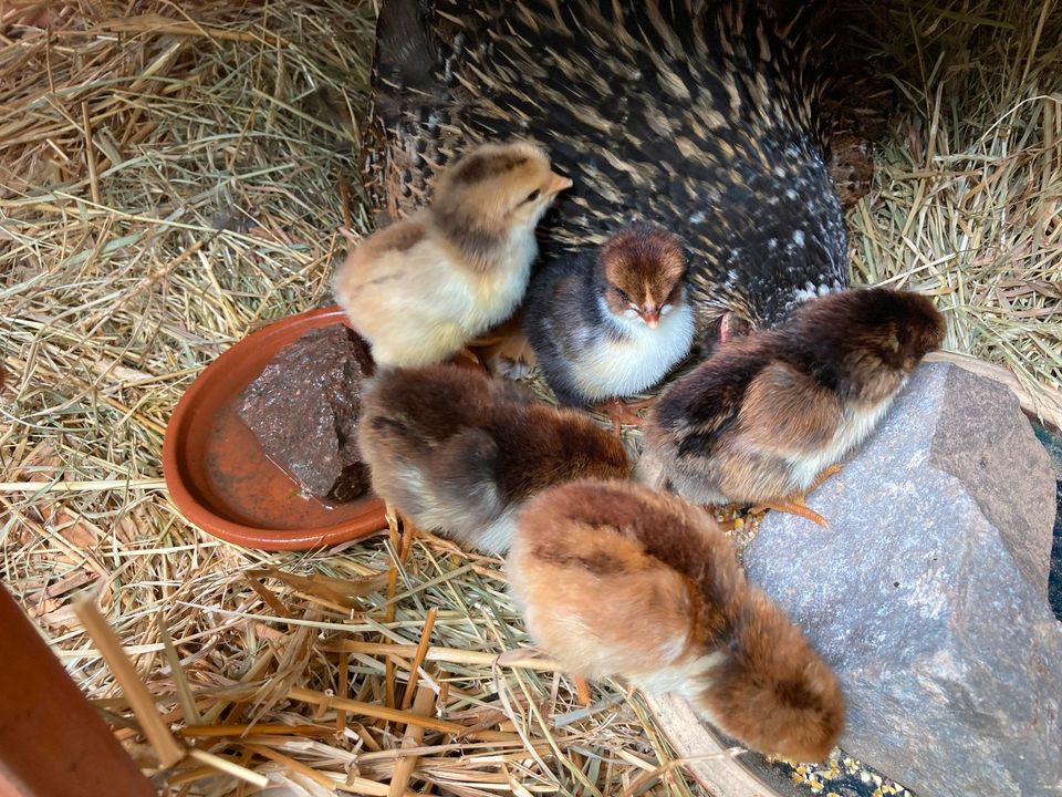 Schwedisches Blumenhuhn Eier in Haßloch