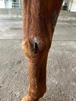 Blutegeltherapie für Hund, Katze und Pferd Kreis Ostholstein - Bad Schwartau Vorschau