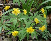 Buschwindröschen weiß + rare in gelb + Winterlinge Sachsen - Schlettau Vorschau