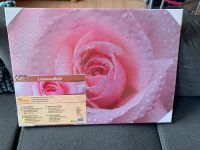 Neu-Leinwandbild-50x70cm-Blume-Rose-Bild-rosa-Leinwand Bayern - Triftern Vorschau