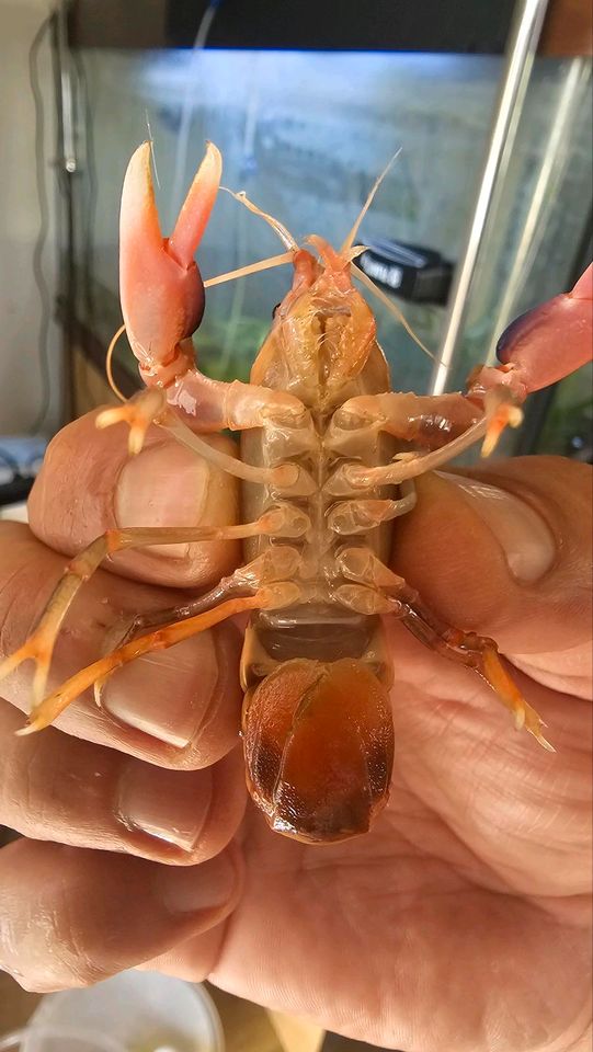 Cherax Jubby Destructor Flusskrebse (Australien) in Köln