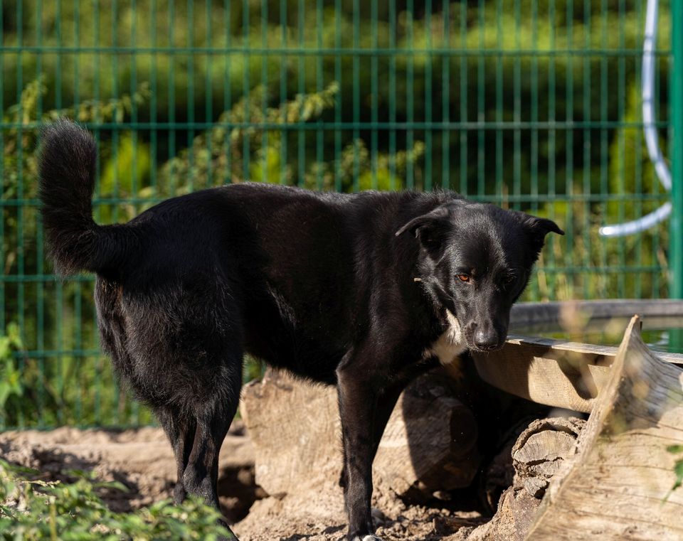 PHAEDRA, Mix, geb. 3/2017 in Aarbergen