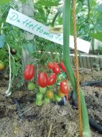 Pflanzen: Tomaten Gurken Paprika Physalis Wein  Maracuja Bayern - Königsbrunn Vorschau