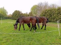 Zwei ältere freizeit Pferde voll reitbar Lebensversicherung Niedersachsen - Bockenem Vorschau