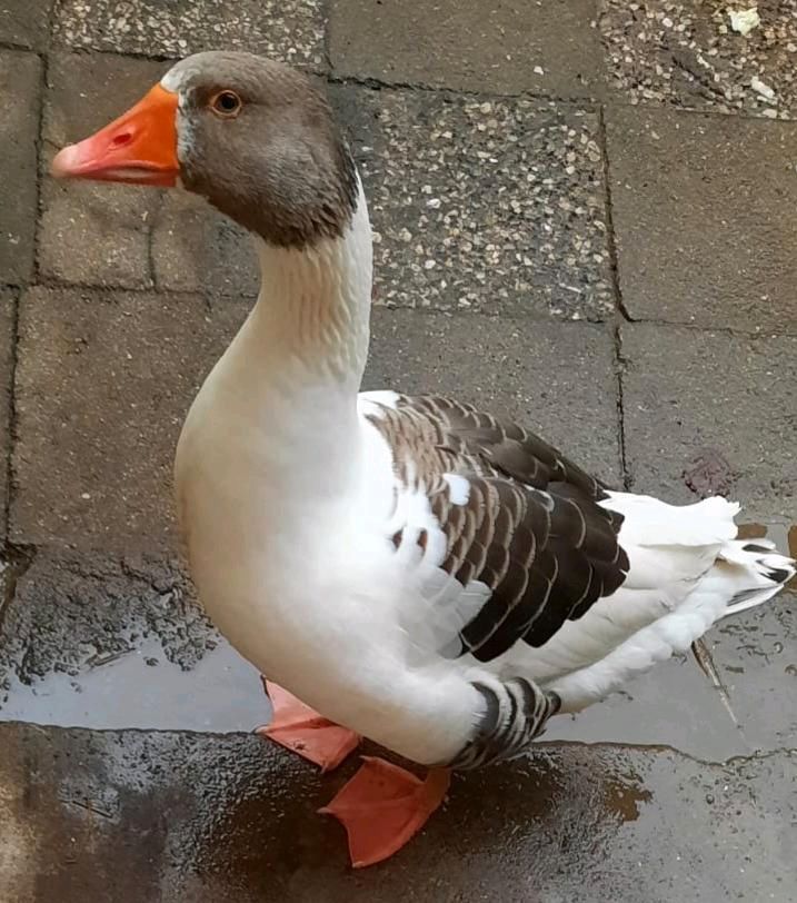 Trauriger Ganter SUCHT ein oder mehrere Pommerngans - Freundin in Halberstadt