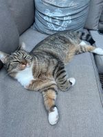 ‼️ Katze vermisst! aus Pension verschwunden Nordrhein-Westfalen - Remscheid Vorschau