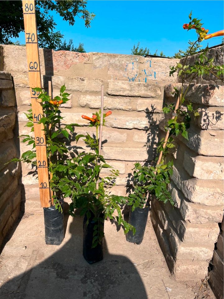 www.bskozma.at -Trompetenblumen – campsis radicans –Farbe: Orange in München