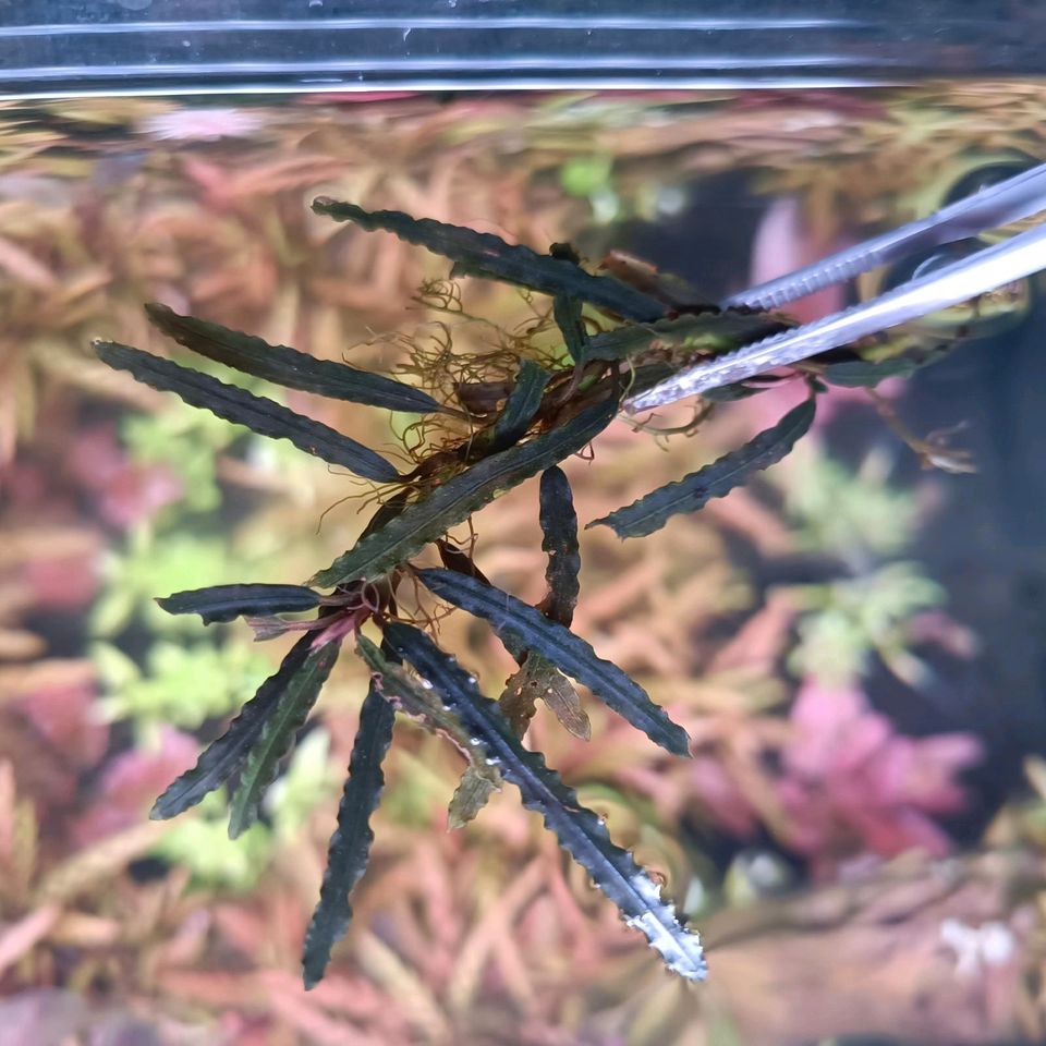 Bucephalandra Paket mit RARITÄTEN Aquariumpflanzen Aufsitzer in Schwanewede