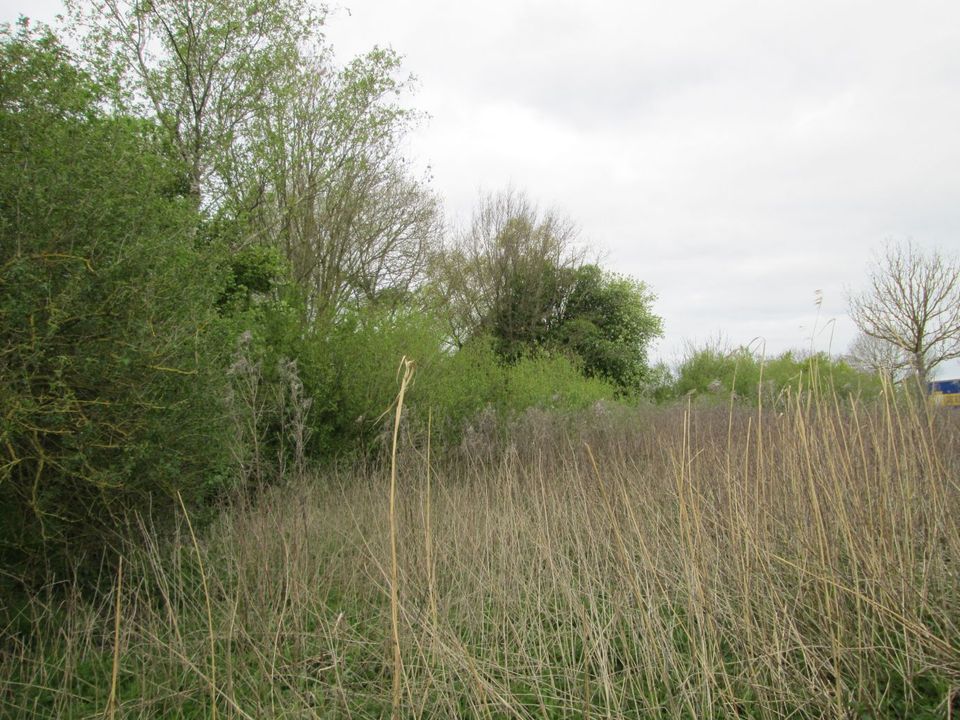 Auktion - Grünland / Gehölz in 26831 Bunde in Bunde