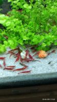 30 Neocaridina Garnelen Zwerggarnelen rot Red fire Sachsen - Machern Vorschau