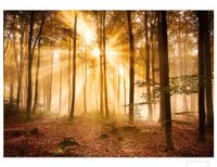 Vliestapete 110g „Wald am Morgen“ 400x280cm Sachsen-Anhalt - Möser Vorschau