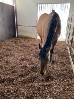 Waldboden Pferde Einstreu Offenstall Pferdeboxen Fichte Baden-Württemberg - Altheim (Alb) Vorschau