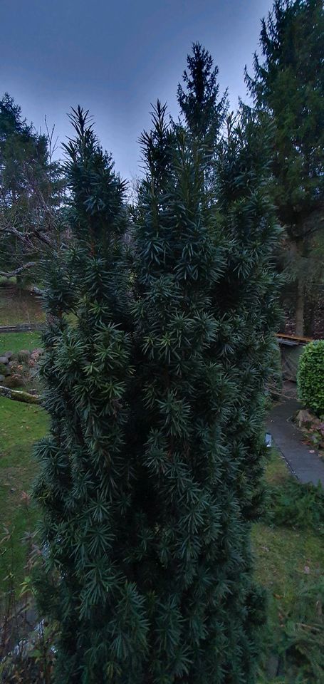 Deckreisig/Wedel Weihnachts- oder Adventsgesteck, Friedhof in Schorndorf