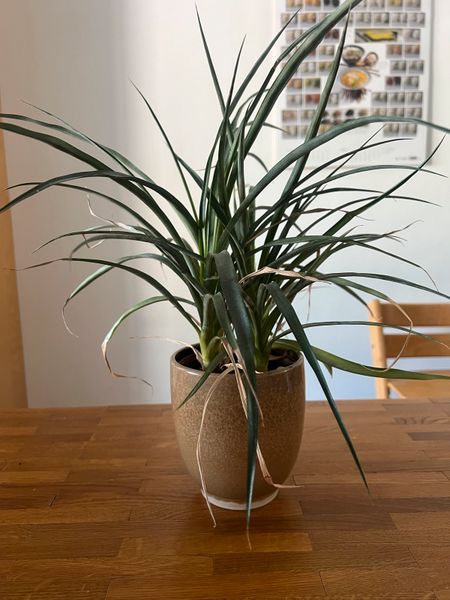 Zierananas Zimmerpflanze in Hessen - Fulda | eBay Kleinanzeigen ist jetzt  Kleinanzeigen