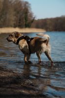 Zwei Jahre alter Golden Retriever/Labrador Rüde abzugeben Berlin - Wilmersdorf Vorschau