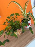 Zimmerpflanzen mit übertopf Pflanzen Baden-Württemberg - Mannheim Vorschau