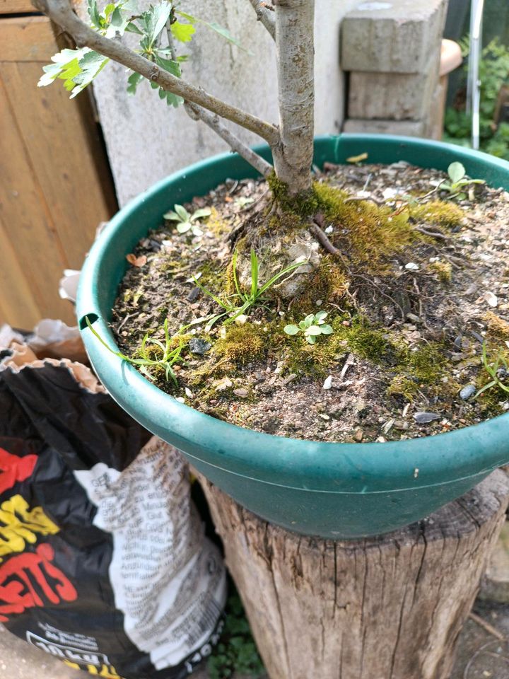 Prebonsai.. Weißdorn in Essen