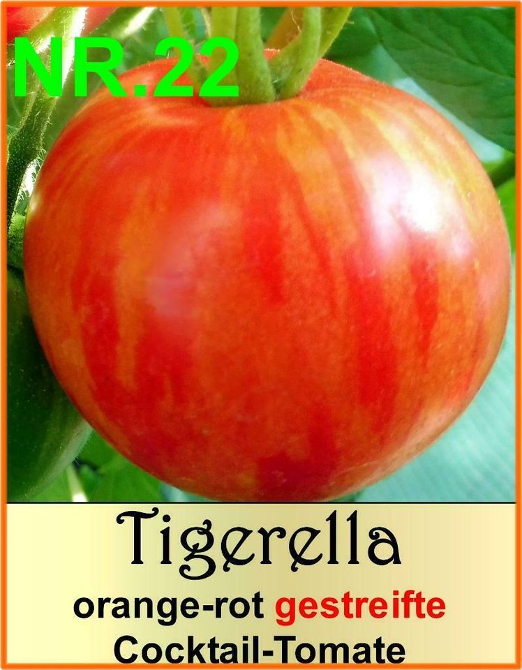 ♥ Tomate TIGERELLA gestreift, Samen,ALTE aromatische Sorte Garten in Hamburg