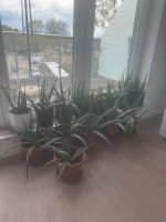 Aloe Vera Pflanzen mit Topf Kreis Pinneberg - Schenefeld Vorschau