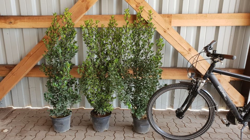 Heckenpflanzen & Gartenpflanzen günstig kaufen in Marburg