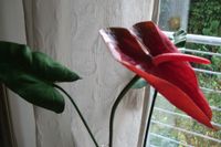 Anthurienblüten und Blatt-Sortiment 22-teilig – neu Nordrhein-Westfalen - Herford Vorschau