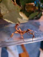 Extatosoma tiaratum ausgewachsene/Nymphen Schleswig-Holstein - Norderstedt Vorschau