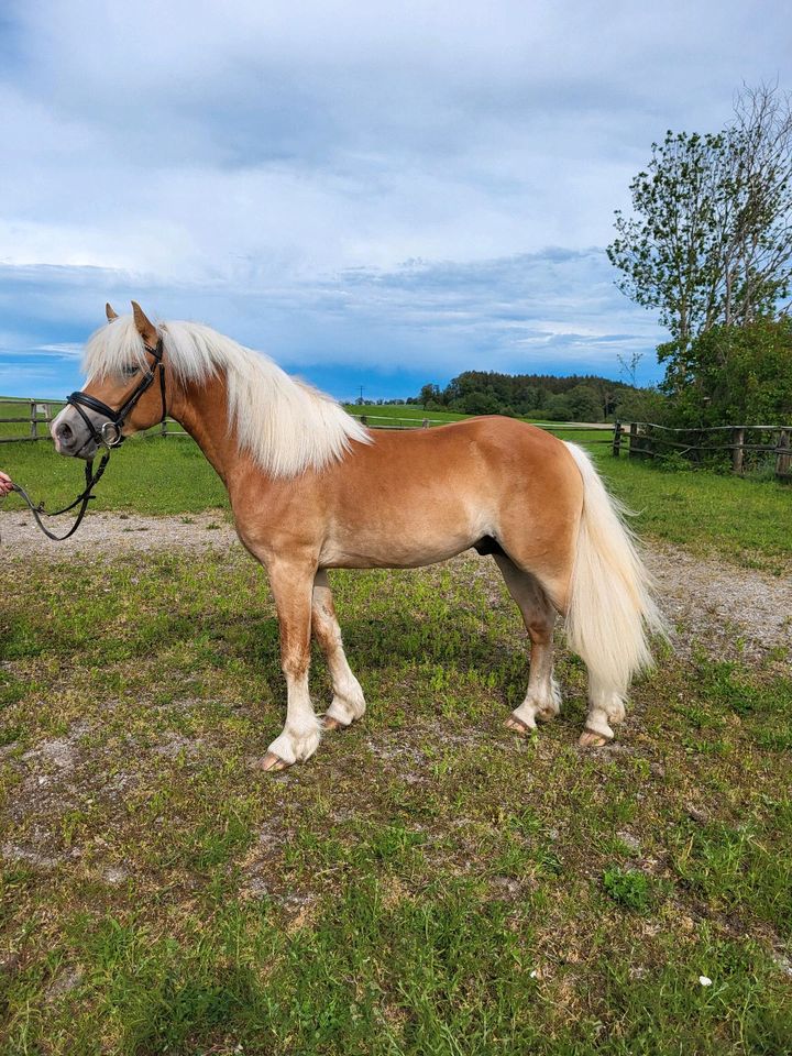 eleganter 2 jähriger Edelblut-Haflinger-Hengst-Anwärter/ Wallach in Ebersberg