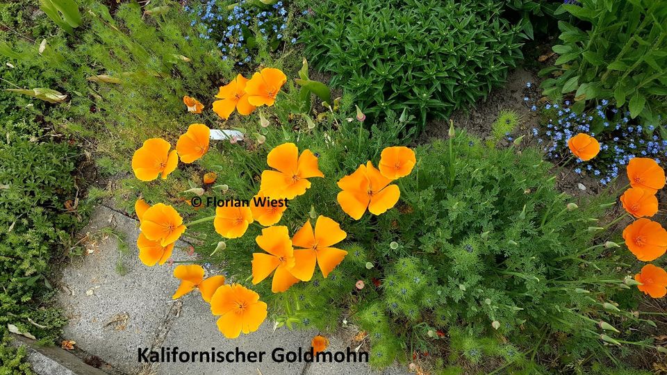 Blumen - Goldmohn, Schachbrettblume, Akelei, Ringelblume, Lavende in Freital