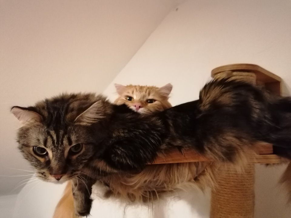 Suche den Besitzer von Lenny und Garfield (Maincoon Mix) in Wadgassen