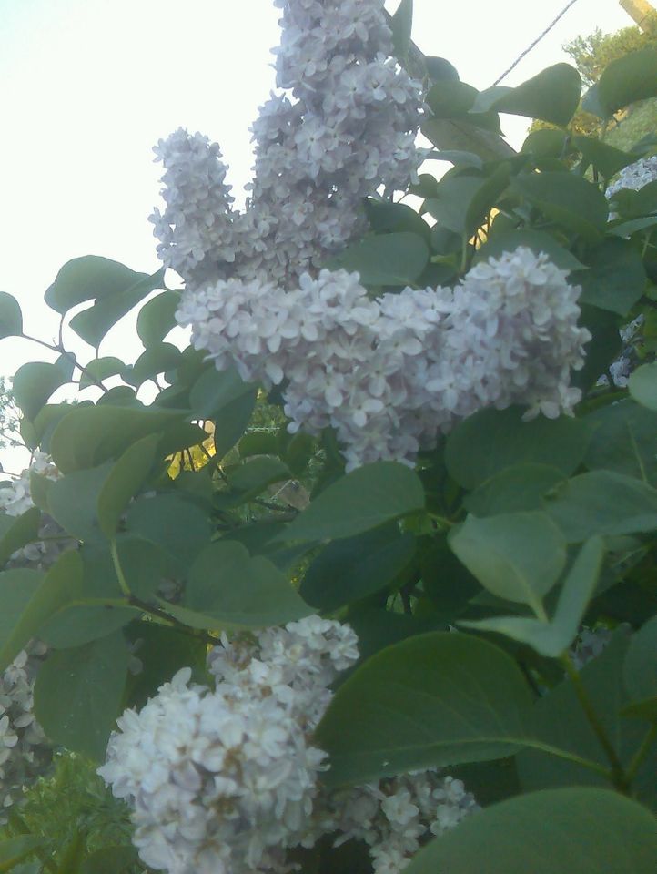 Flieder rosa Blüten lila violette Knospen ab 40 cm Strauch Baum in Beetzendorf