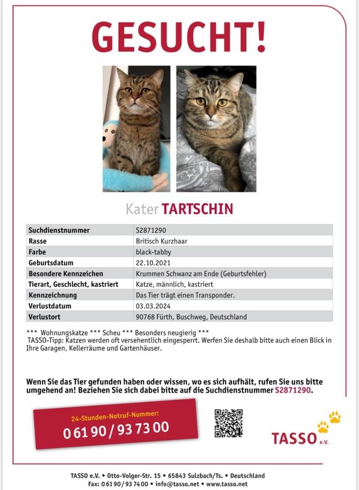 Katze Tartschin gesucht in Fürth