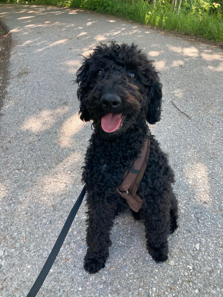 Biete Urlaubsbetreuung für Hunde in Murnau am Staffelsee