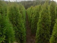 Thuja Smaragd 100 - 500cm, RABATTE, Anlieferung, PFLANZBERATUNG Hamburg - Wandsbek Vorschau